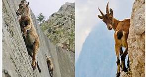 Mountain Goats - The Incredible Ibex Defies Gravity Despite Its Hooves