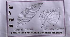 how to draw parallel and reticulate venation diagram