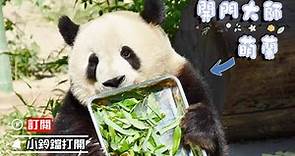 《熊貓早晚安》大熊貓“萌蘭”究竟有多聰明 | iPanda熊貓頻道