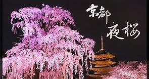 【日本系列16】世界文化遺產，京都東寺，夜櫻祭。美感真的要從小、從身邊的事物做起，同樣是櫻花，日本的櫻花打燈真的值得我們好好學習。＃京都＃伊恩愛種花