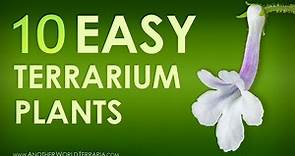 10 easy to grow miniature terrarium plants (Awesome!)