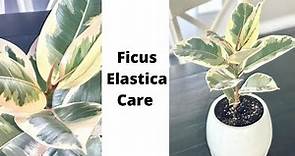 Ficus Elastica Tineke Care and Repotting