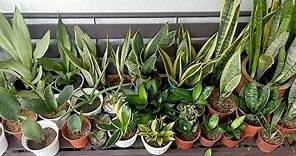 15 Types / Varieties of Sansevieria / Snake Plant With Names and Comparison