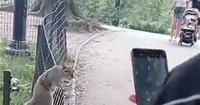 Squirrels attack in Central Park