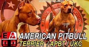 La historia del American Pitbull Terrier (APBT) Standard UKC