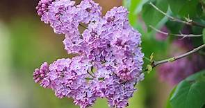 How to Grow and Care for Lilac Bushes