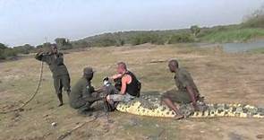 Large crocodile rescue Africa. Peter Prodromou