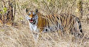 PART1: Introducing a NEW Tiger Reserve: Veerangana Durgavati #tiger #India #wildlife #safari #forest