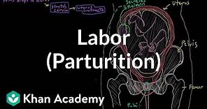 Labor (parturition) | Reproductive system physiology | NCLEX-RN | Khan Academy