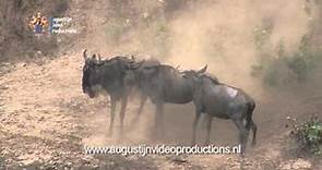 "the Crossing" - Wildebeest migration