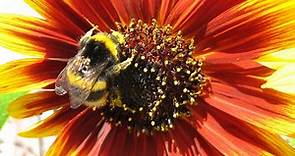 What is pollination? Reproduction - KS3 Biology - BBC Bitesize