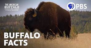 Surprising Facts About Buffalo | The American Buffalo | A Film by Ken Burns | PBS
