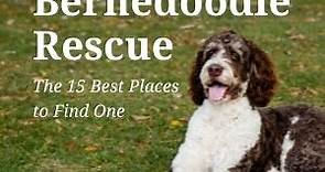 Bernedoodle Rescue: 14 Best Places To Look -
