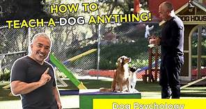 HOW TO TEACH A DOG ANYTHING! With Cesar Millan!