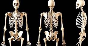 El SISTEMA ÓSEO explicado: los huesos del cuerpo humano (El esqueleto)👩‍🏫
