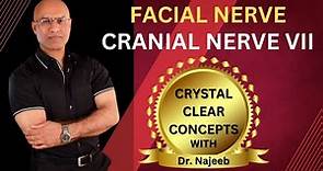 Facial Nerve | Cranial Nerve VII | Neurology | Neuroanatomy🩺