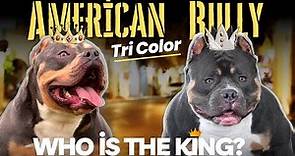American Bully Tri Color: What colors are the most popular?!