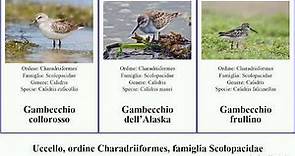 Uccello, ordine Charadriiformes, famiglia Scolopacidae beccaccino gambecchio piro piovanello delle