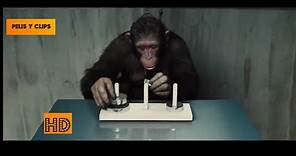 El PLANETA DE LOS SIMIOS ORIGEN Y REVOLUCIÓN - el mono que rompió un récord | PELIS Y CLIPS HD