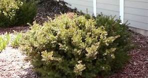 Pruning Evergreen Shrubs to Maintain Natural Form