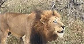 Roaring Majesty: One-eyed African Lion Calls His Family