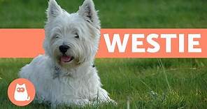 West Highland White Terrier (Westie) - Characteristics and Care