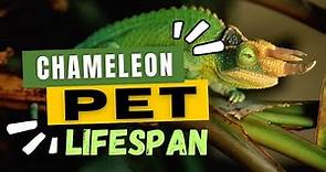 How Long Do Chameleons Live As A Pet?