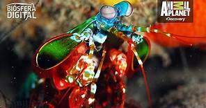 Los golpes del Cangrejo Mantis son como armas de fuego - Biósfera Digital