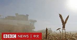 烏克蘭俄羅斯局勢：為何全球食品價格可能上漲？－ BBC News 中文