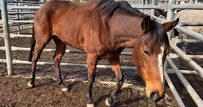 Mass slaughter and abuse of racehorses undermines industry's commitment to animal welfare