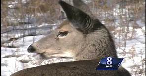 Wild Moments: How animals warm-up in winter weather