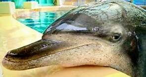【海洋公園】最年長雄性樽鼻海豚Molly離世　享年40歲屬高齡海豚 - 香港經濟日報 - TOPick - 新聞 - 社會