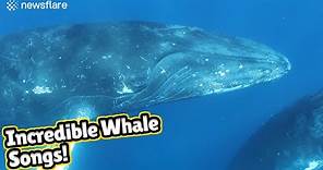 Stunning audiovisual recording of humpback whales singing