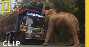 Elephant Cleverly Steals Sugar Cane off a Truck in Thailand | Secrets of the Elephants
