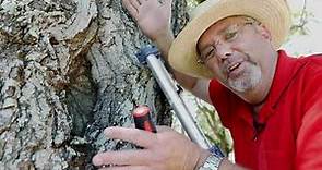 Inspecting Trees for Termites