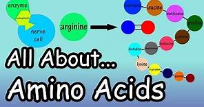Amino Acids - What Are And What Do Amino Acids Do - What Are Complete And Incomplete Proteins