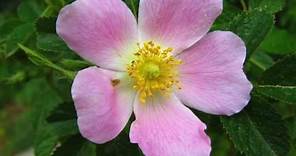 Bach flower Wild Rose
