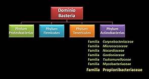 Dominio Bacteria: Phylum Actinobacteria 6 - Familia Propionibacteriaceae