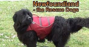 Newfoundland - the Rescue Dogs