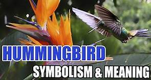 Hummingbird Symbolism: A Guide to Their Meaning - Sign Meaning