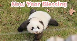 Panda Sending You Three Chinese New Year Blessings | iPanda