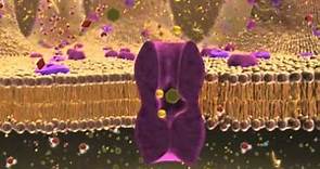 Biology 1, Lecture 7: Cellular Membranes