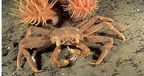 Opilio Crab vs King Crab: What Are 6 Key Differences?