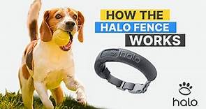 HOW HALO COLLAR DOG FENCE WORKS - PUTTING THIS WIRELESS GPS FENCE TO THE TEST