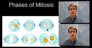 Phases of Mitosis