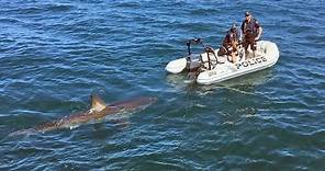 Great white shark interrupts police operation in South Australia