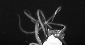 Giant squid filmed for the first time in U.S. waters