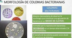 Microbiología. Morfología de colonias bacterianas