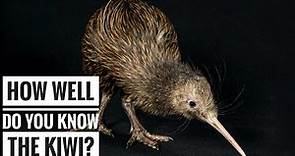 Kiwi (Bird) || Description, Characteristics and Facts!