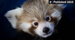 Red Pandas Are Adorable and in Trouble